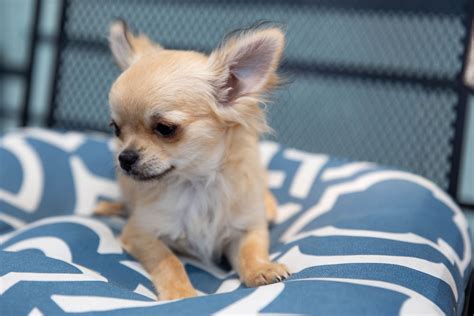 Chihuahua puppies for sale in louisiana. Things To Know About Chihuahua puppies for sale in louisiana. 